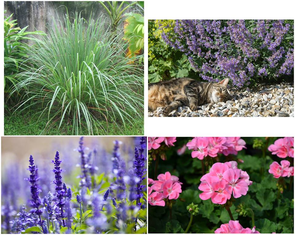 4 Plants That Will Keep Mosquitoes Away