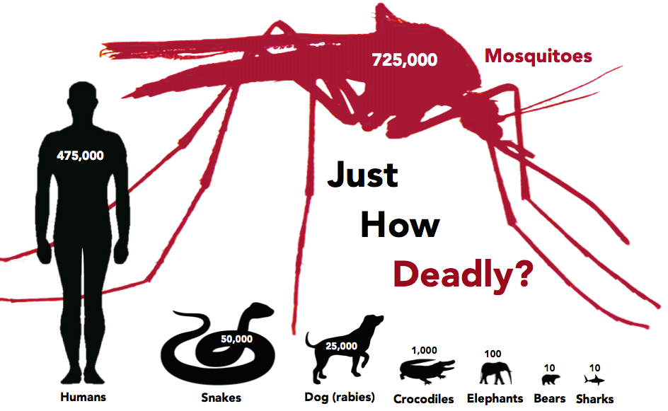 Mosquitoes: Just how deadly